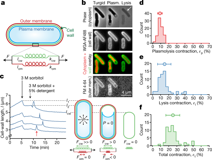 The Outer Membrane Is An Essential Load Bearing Element In Gram Negative Bacteria Nature X Mol
