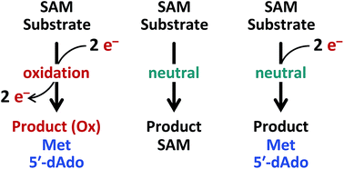 跟随电子:自由基SAM酶催化循环的特殊性,Natural Product Reports - X-MOL