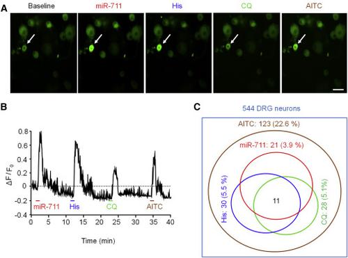 Mirna 711 Binds And Activates Trpa1 Extracellularly To Evoke Acute And Chronic Pruritus Neuron X Mol