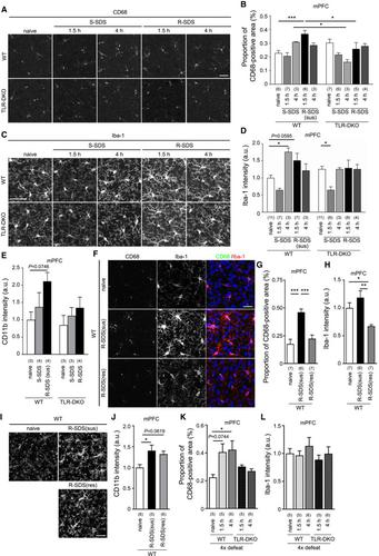 The Innate Immune Receptors TLR2/4 Mediate Repeated Social Defeat ...