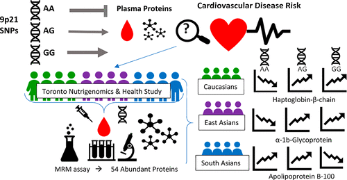 Genetic Variation in 9p21 and the Plasma Proteome,Journal of Proteome ...