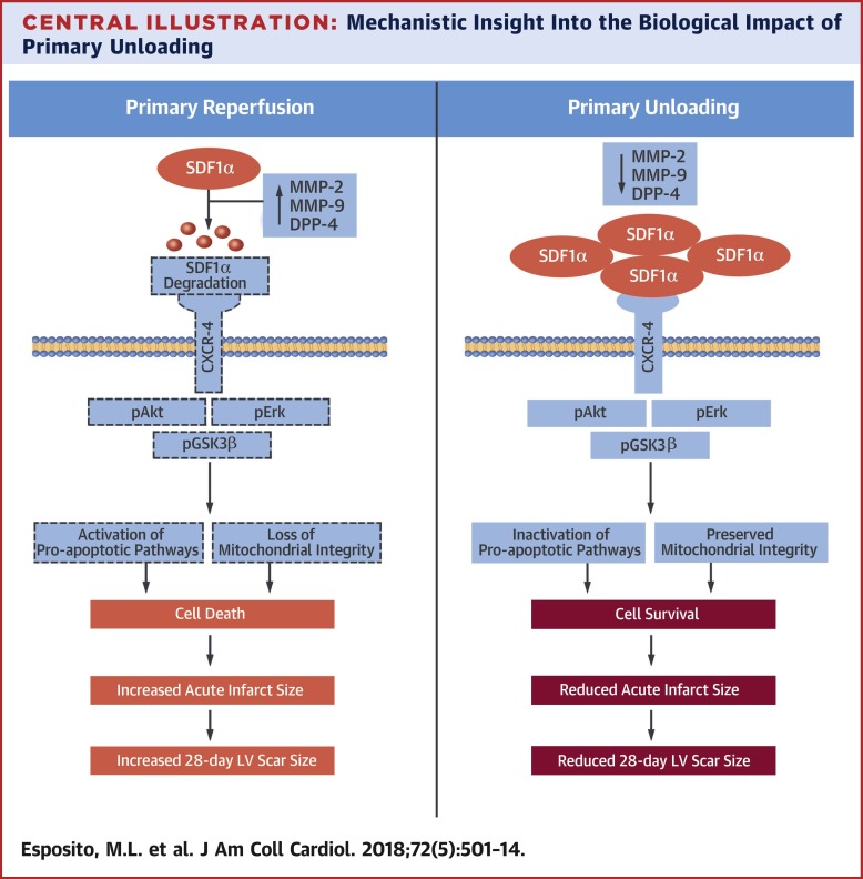 Left Ventricular Unloading Before Reperfusion Promotes Functional Recovery After Acute Myocardial Infarction Journal Of The American College Of Cardiology X Mol