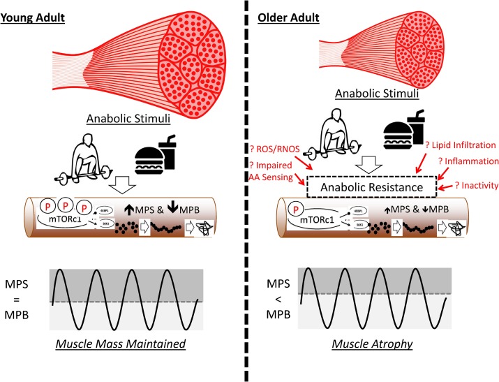 Physio Meets Science On X: Skeletal Muscle And Metabolic