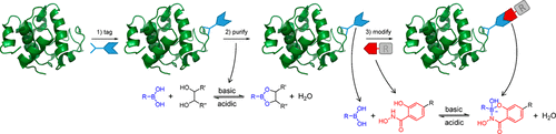 动态共价化学“标记和修饰”蛋白偶联,Bioconjugate Chemistry - X-MOL