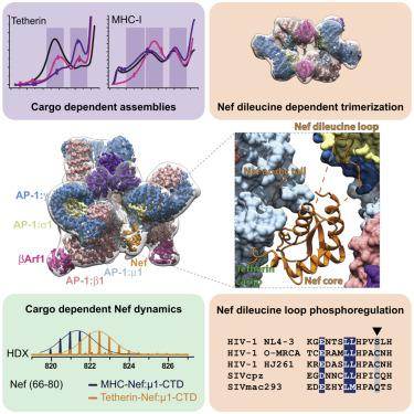 Hiv 1 Nefs Are Cargo Sensitive Ap 1 Trimerization Switches In Tetherin Downregulation Cell X Mol