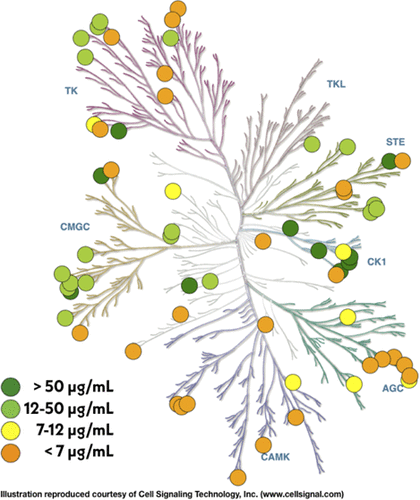 An Open Library of Human Kinase Domain Constructs for Automated ...