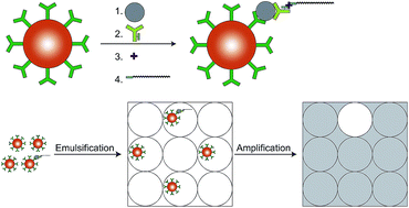 Development of immunomagnetic droplet-based digital immuno-PCR for the ...