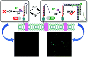 DNA logic assembly powered by a triplex-helix molecular switch for ...