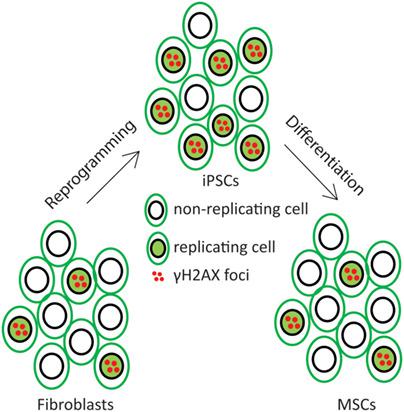 human induced pluripotent stem cells