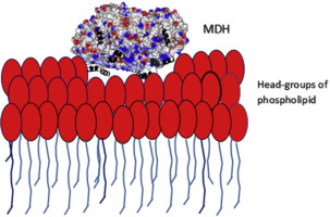 Structure Of The Monotopic Membrane Protein S Mandelate Dehydrogenase At 2 2 A Resolution Biochimie X Mol