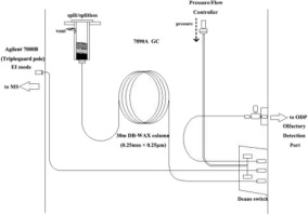 GC-O-MS technique and its applications in food flavor analysis,Food ...