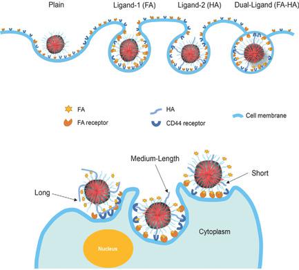 Synergetic Combinations of Dual‐Targeting Ligands for Enhanced In Vitro ...