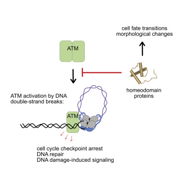 同源结构域蛋白直接调节 ATM 激酶活性。,Cell Reports - X-MOL