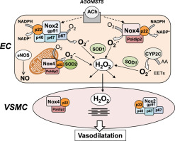 Hydrogen peroxide derived from NADPH oxidase 4- and 2 contributes to ...