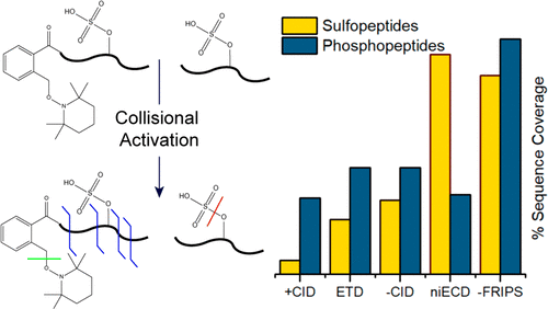 Free Radical Initiated Peptide Sequencing For Direct Site Localization Of Sulfation And