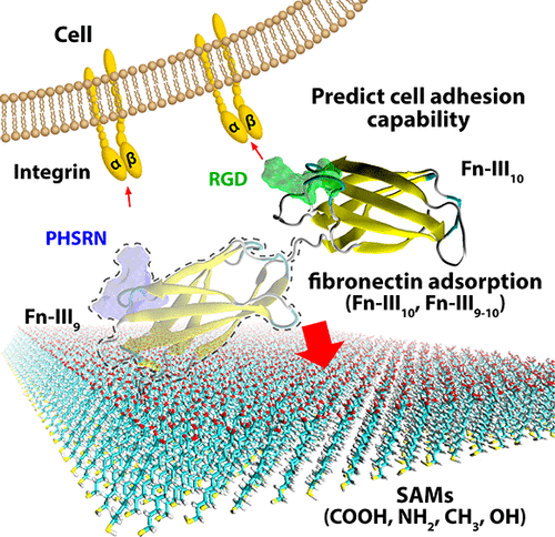 Role Of Ninth Type-III Domain Of Fibronectin In The Mediation Of Cell ...