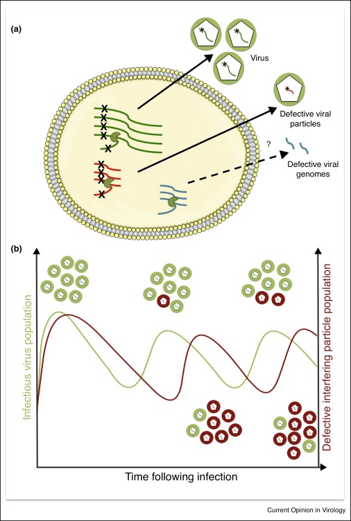 The defective component of viral populations,Current Opinion in ...