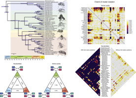 Anchored Phylogenomics Unravels The Evolution Of Spider Flies Diptera