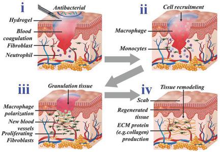 Bioinspired Multifunctional Hybrid Hydrogel Promotes Wound Healing