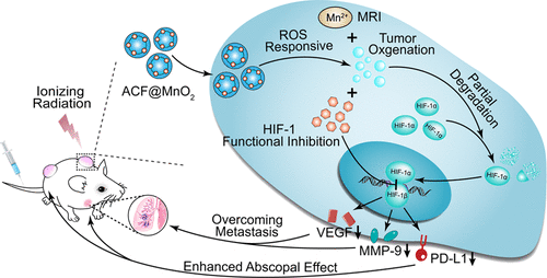 tumor oxygenation and hypoxia inducible factor-1 functional
