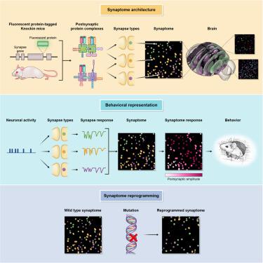 Architecture Of The Mouse Brain Synaptome Neuron X MOL