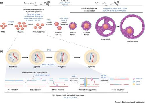  Trends In Endocrinology Metabolism X MOL