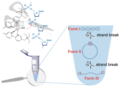 人工DNA剪刀的合成与评估:跨学科的本科生实验,Journal of Chemical Education - X-MOL