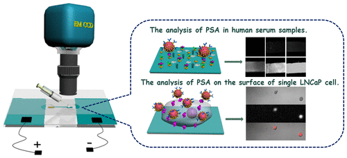 Immuno Electrochemiluminescent Imaging Of A Single Cell Based On 