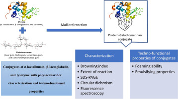 Conjugates of αlactalbumin, βlactoglobulin, and lysozyme with