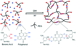 Injectable dynamic covalent hydrogels of boronic acid polymers cross ...