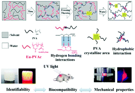 A Novel High-strength Photoluminescent Hydrogel For Tissue Engineering ...