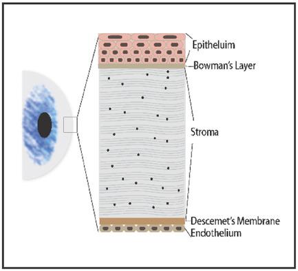 Natural Biomaterials for Corneal Tissue Engineering, Repair, and ...