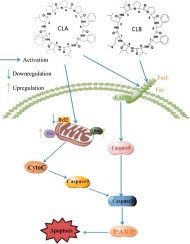iCellular uptake of [1–9-NαC]-linusorb B2 and [1–9-NαC]-linusorb B3 ...