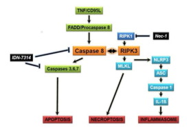 肝实质细胞中 Caspase 8 的失活可保护小鼠免受阻塞性胆汁淤积,Journal of Hepatology - X-MOL