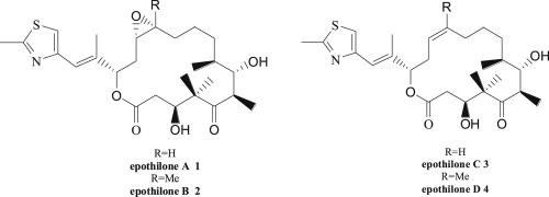 Synthesis And Antitumor Activity Of Epothilone B,European Journal Of ...