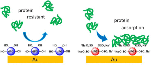 Dynamic Protein Adsorption Onto Dendritic Polyglycerol Sulfate Self Assembled Monolayers