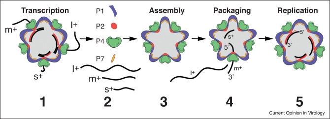 Genome Packaging In Multi Segmented Dsrna Viruses Distinct Mechanisms With Similar Outcomes Current Opinion In Virology X Mol