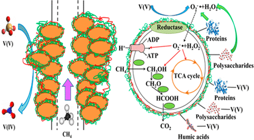 Role Of Extracellular Polymeric Substances In A Methane Based Membrane ...