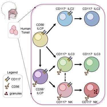 Cd56 Expression Marks Human Group 2 Innate Lymphoid Cell Divergence From A Shared Nk Cell And Group 3 Innate Lymphoid Cell Developmental Pathway Immunity X Mol