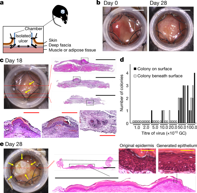 In Vivo Reprogramming Of Wound-resident Cells Generates Skin Epithelial ...