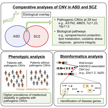 Comparative Analyses Of Copy Number Variation In Autism Spectrum Disorder And Schizophrenia Reveal Etiological Overlap And Biological Insights Cell Reports X Mol