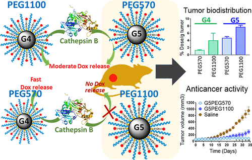 Reducing Dendrimer Generation And PEG Chain Length Increases Drug ...