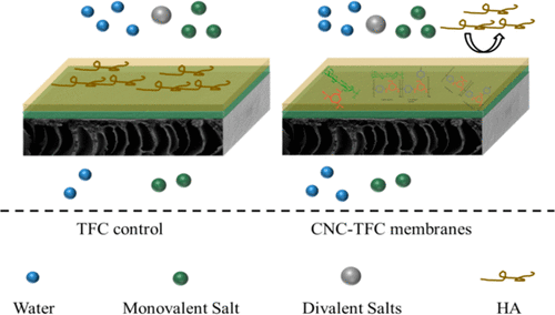 Incorporation Of Cellulose Nanocrystals Cncs Into The Polyamide Layer Of Thin Film Composite Tfc Nanofiltration Membranes For Enhanced Separation Performance And Antifouling Properties Environmental Science Technology X Mol