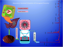 Maceration Mediated Liquid Liquid Extraction Of Conjugated Phenolics From Spent Black Tea Leaves Extraction Of Non Extractable Phenolics Analytical Methods X Mol