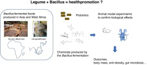 Trends In The Application Of Bacillus In Fermented Foods Current Opinion In Biotechnology X Mol