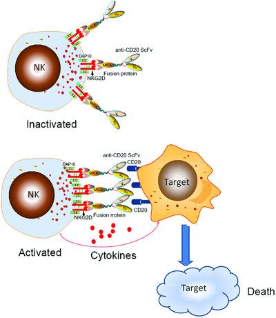 NK Cell‐mediated Anti‐leukemia Cytotoxicity Is Enhanced Using A NKG2D ...