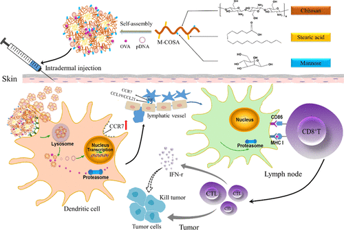 Immune Adjuvant Targeting Micelles Allow Efficient Dendritic Cell ...