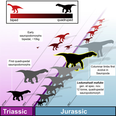 New paper says dinosaurs were endomorphs. – THE REPTIPAGE