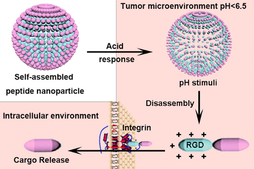 Peptide-Induced Self-Assembly Of Therapeutics Into A Well-Defined ...