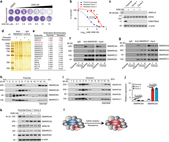 Swi Snf Catalytic Subunits Switch Drives Resistance To Ezh2 Inhibitors In Arid1a Mutated Cells Nature Communications X Mol